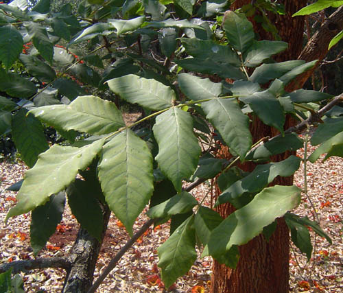 Fernandoa abbreviata Fernandoa abbreviata