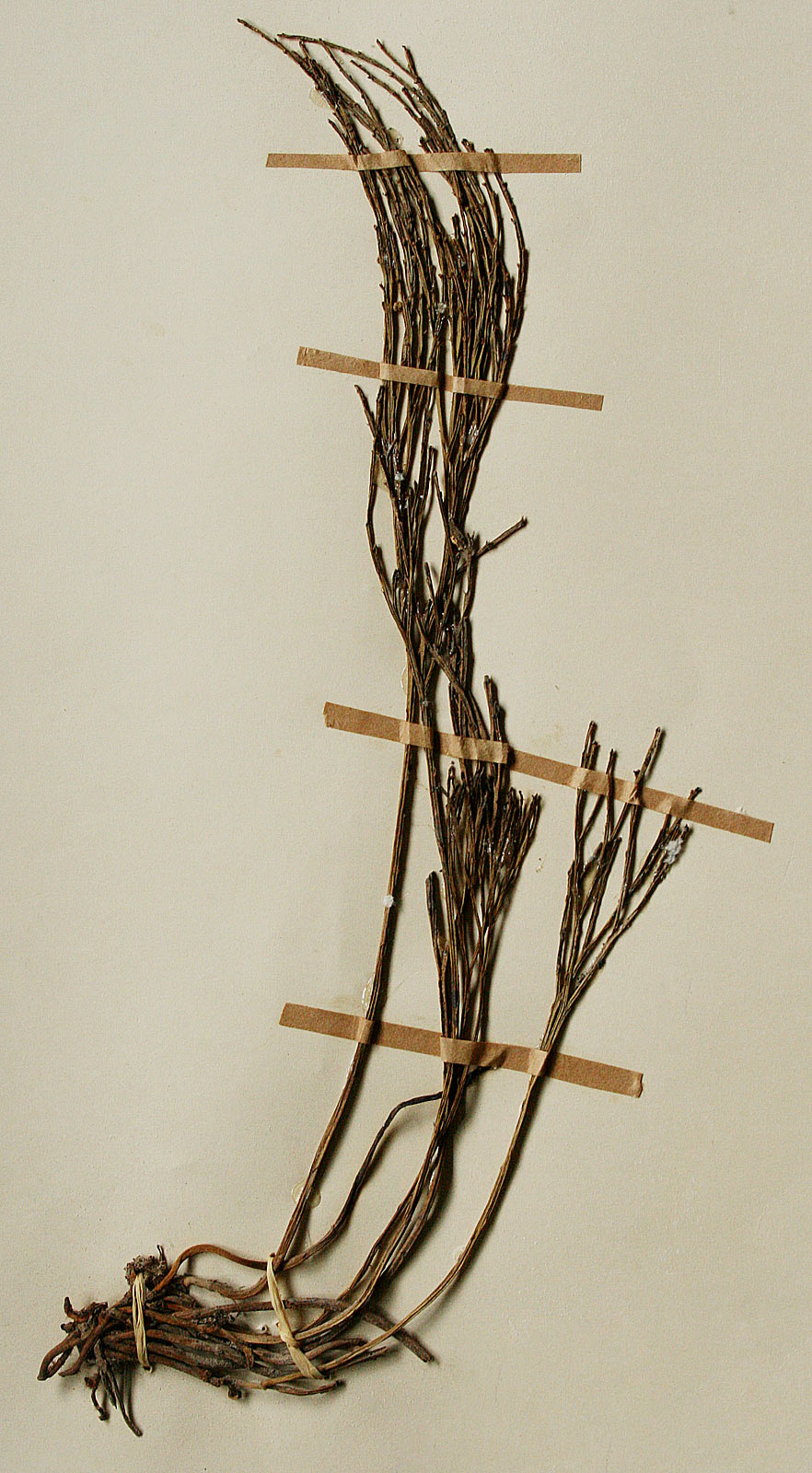 Psilotum nudum
