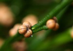 Psilotum nudum