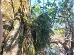 Psilotum nudum