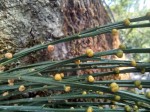 Psilotum nudum