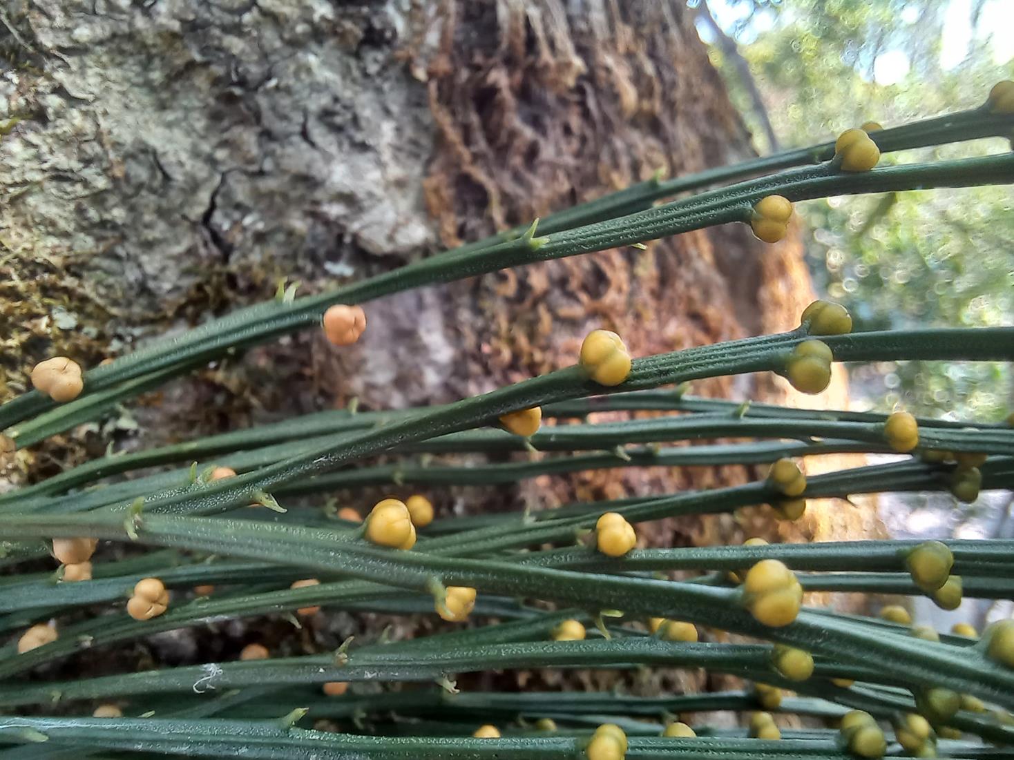 Psilotum nudum