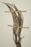 Psilotum nudum