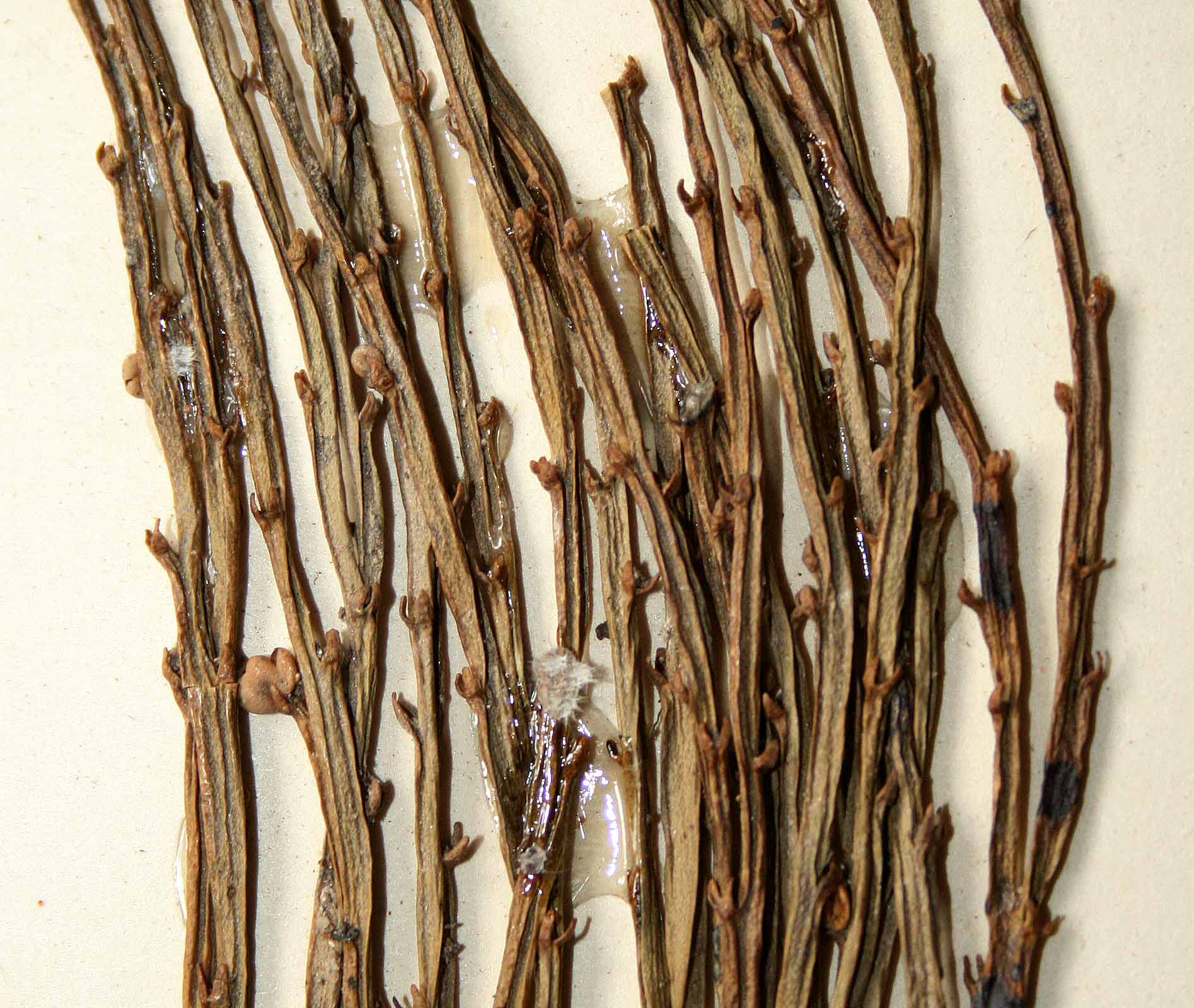 Psilotum nudum