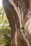 Psilotum nudum