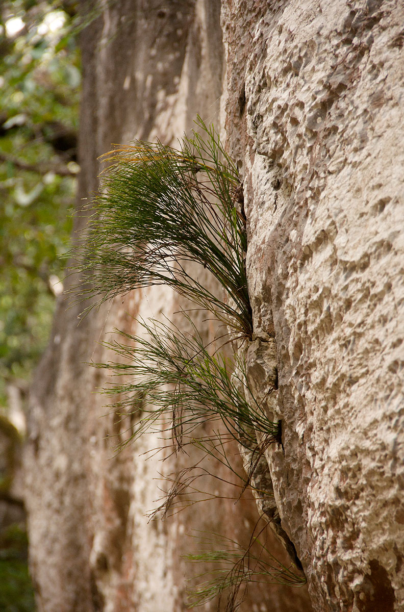 Psilotum nudum