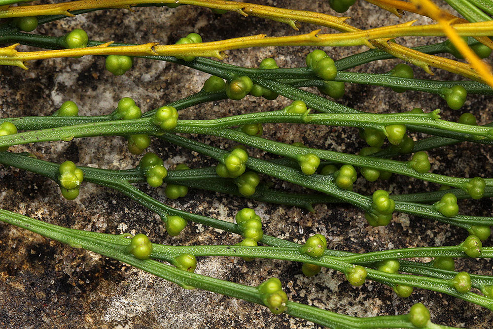 Psilotum nudum