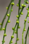 Psilotum nudum