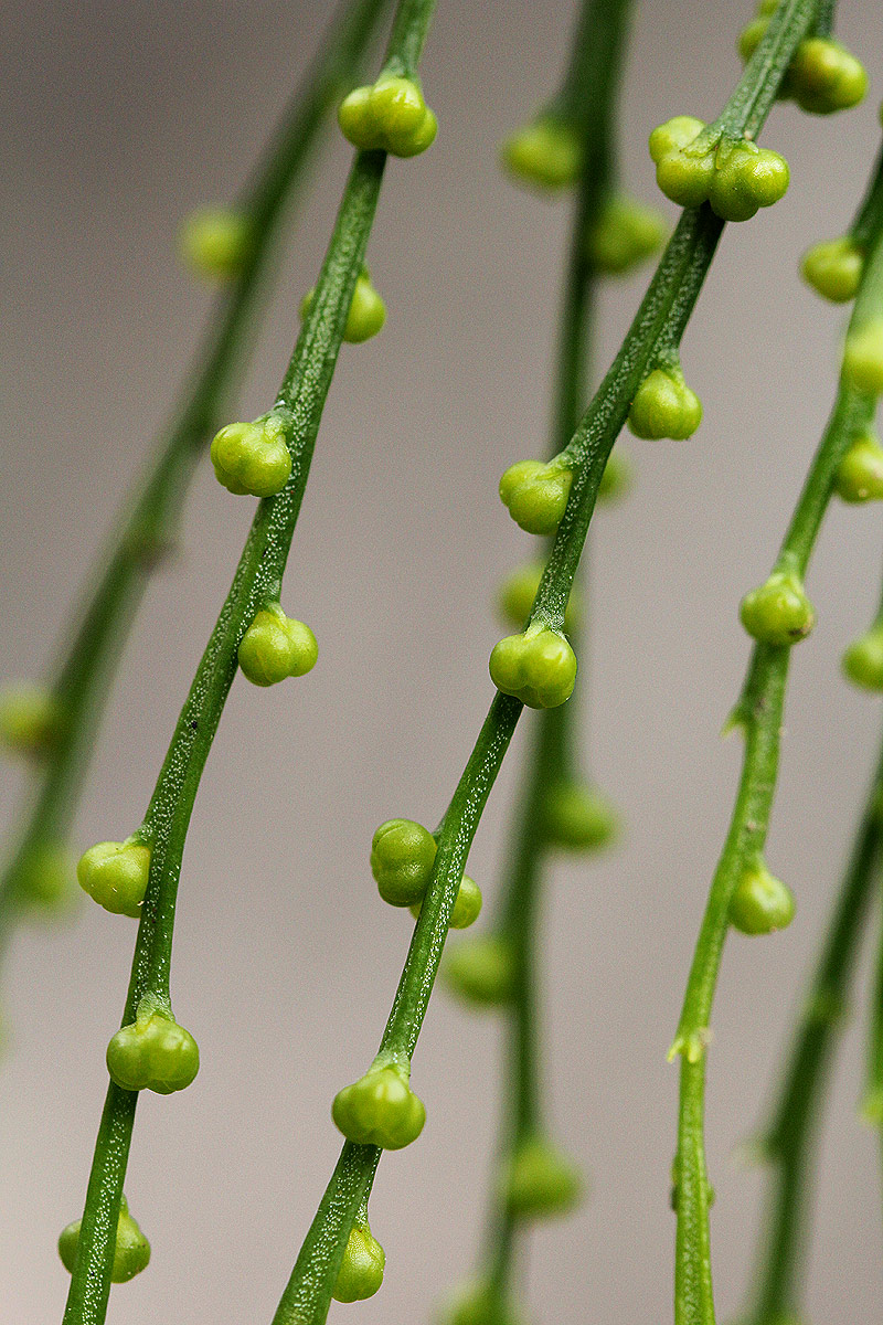 Psilotum nudum
