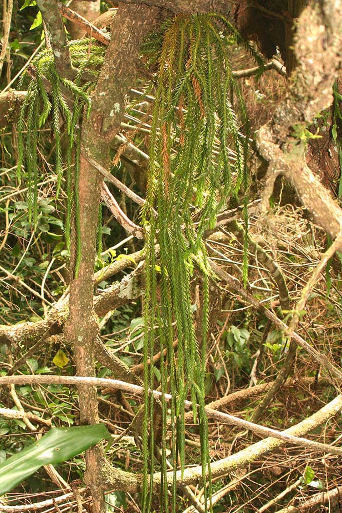 Huperzia dacrydioides