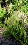 Lycopodium clavatum