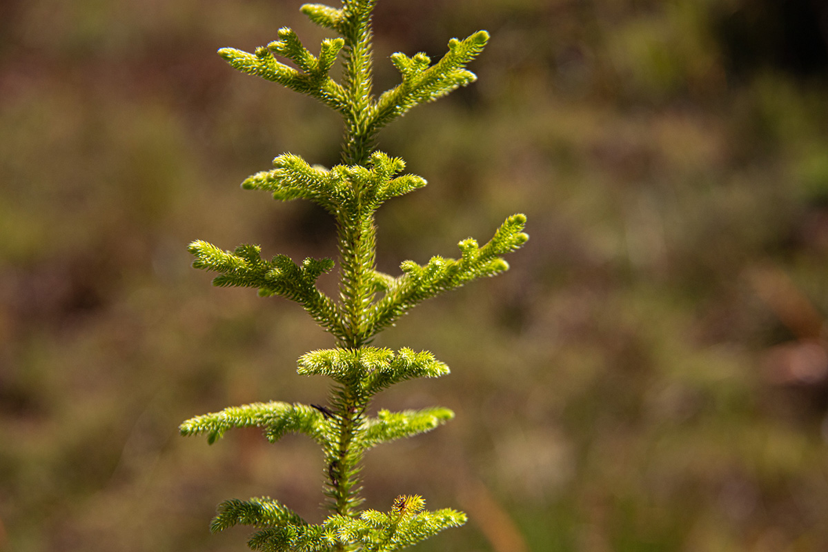 Lycopodiella cernua Lycopodiella cernua
