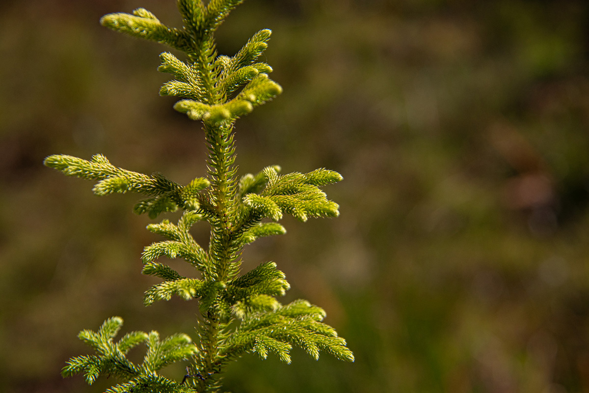 Lycopodiella cernua Lycopodiella cernua