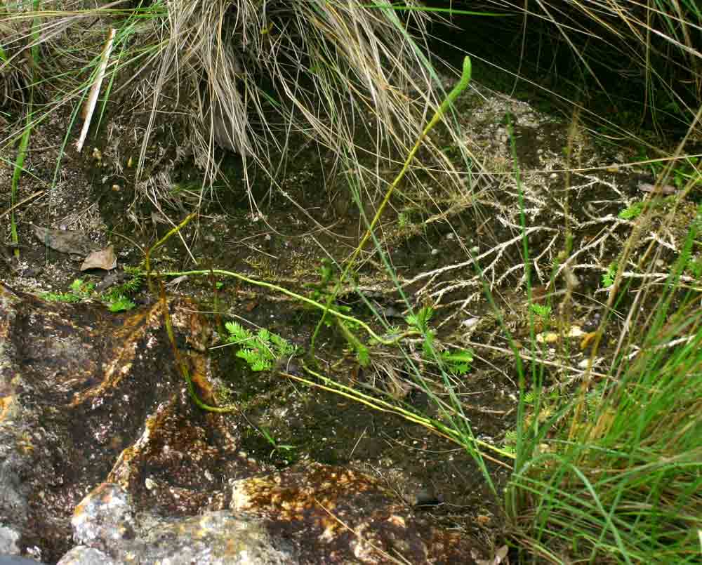 Lycopodiella sarcocaulon