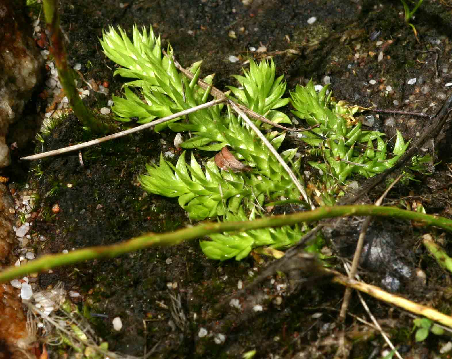 Lycopodiella sarcocaulon