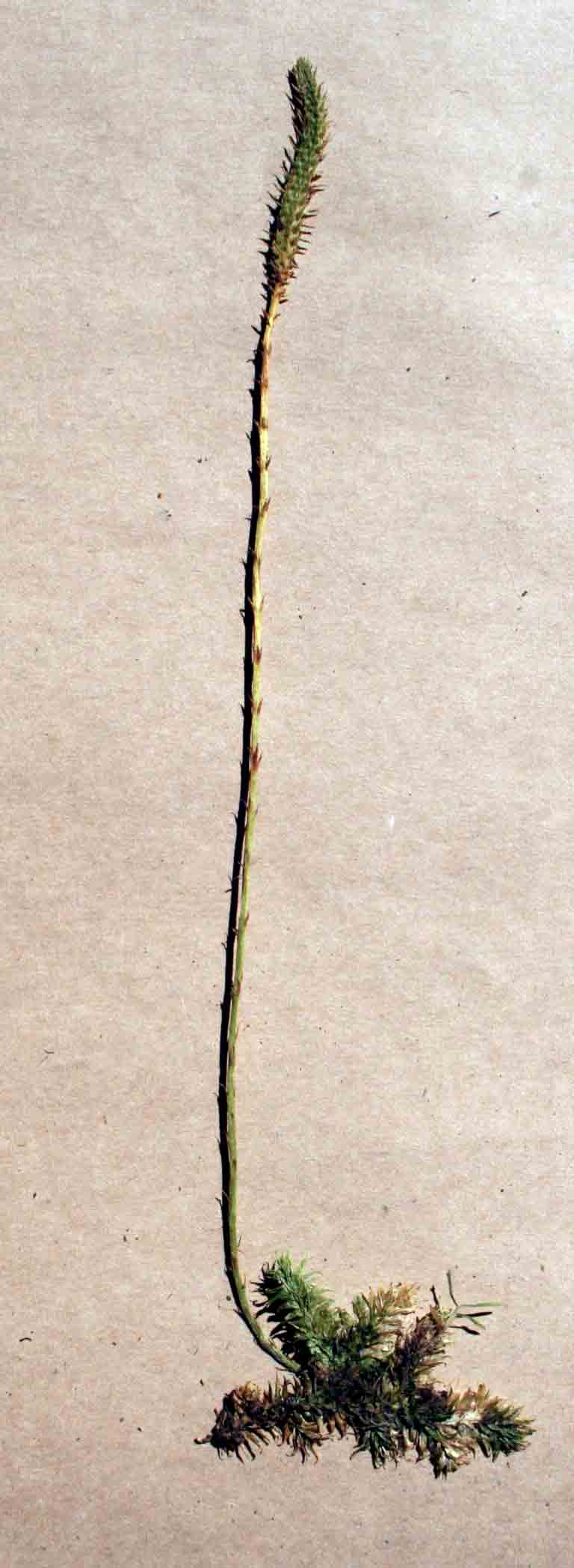 Lycopodiella sarcocaulon