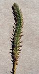 Lycopodiella sarcocaulon