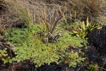 Lycopodiella sarcocaulon