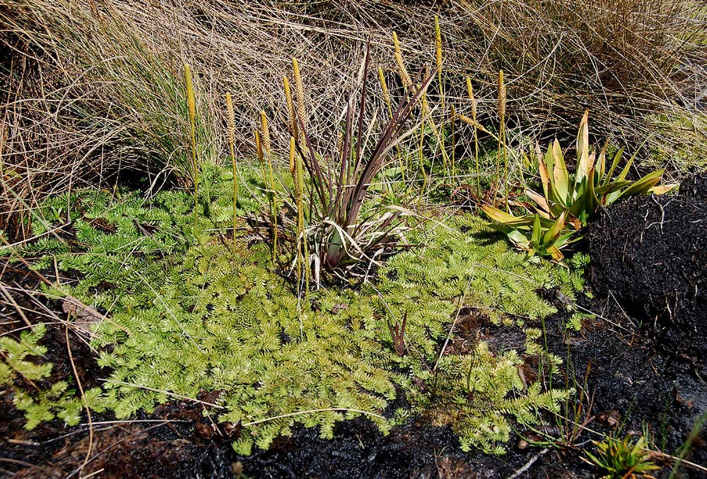 Lycopodiella sarcocaulon
