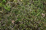 Selaginella dregei