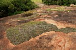 Selaginella dregei