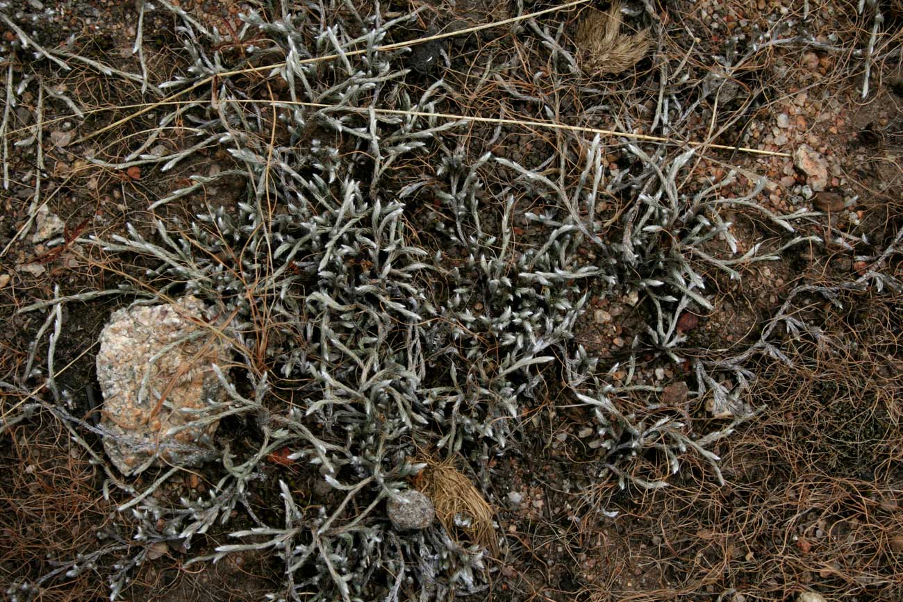 Selaginella dregei
