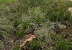 Selaginella dregei