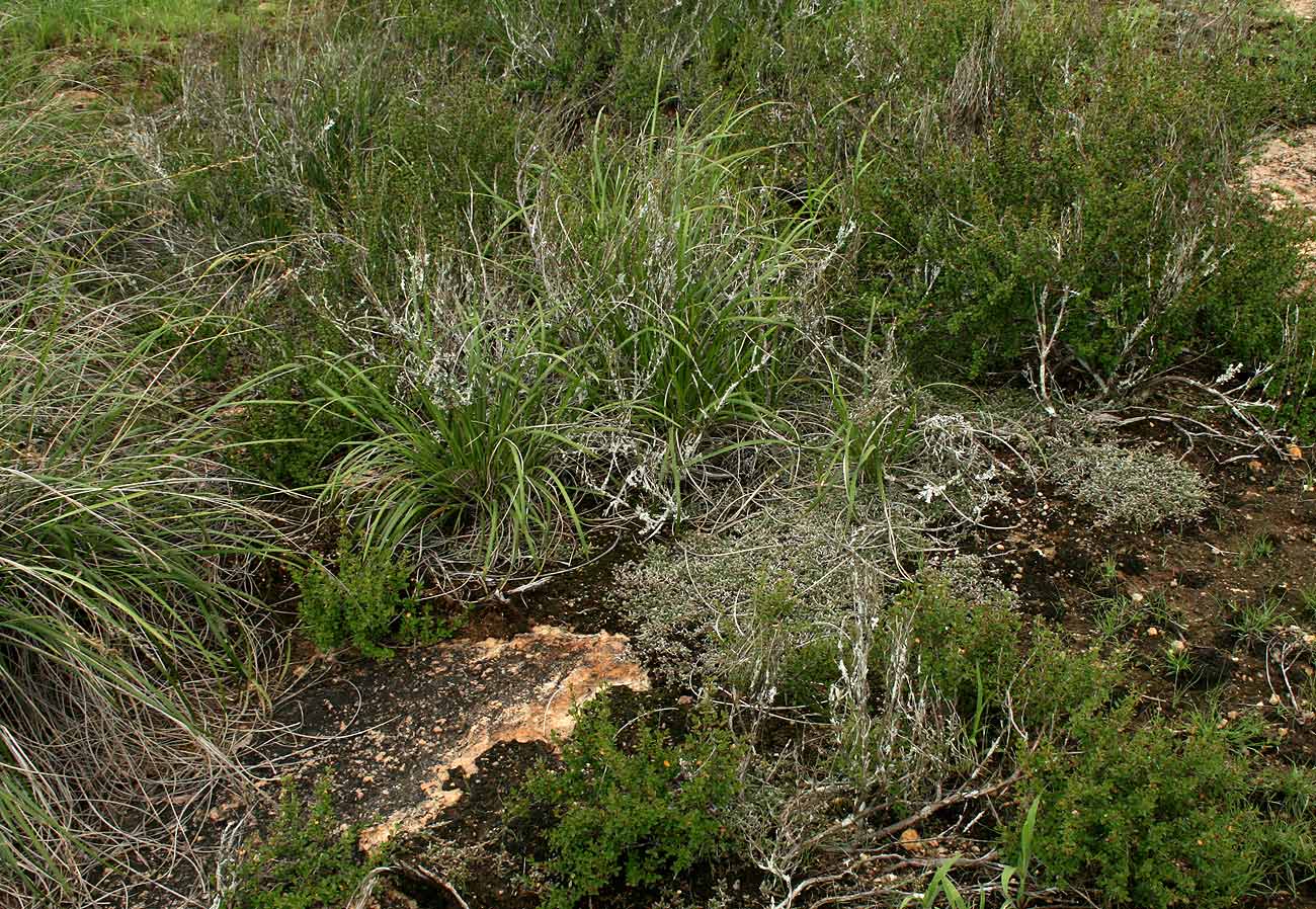 Selaginella dregei