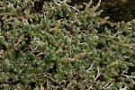 Selaginella dregei