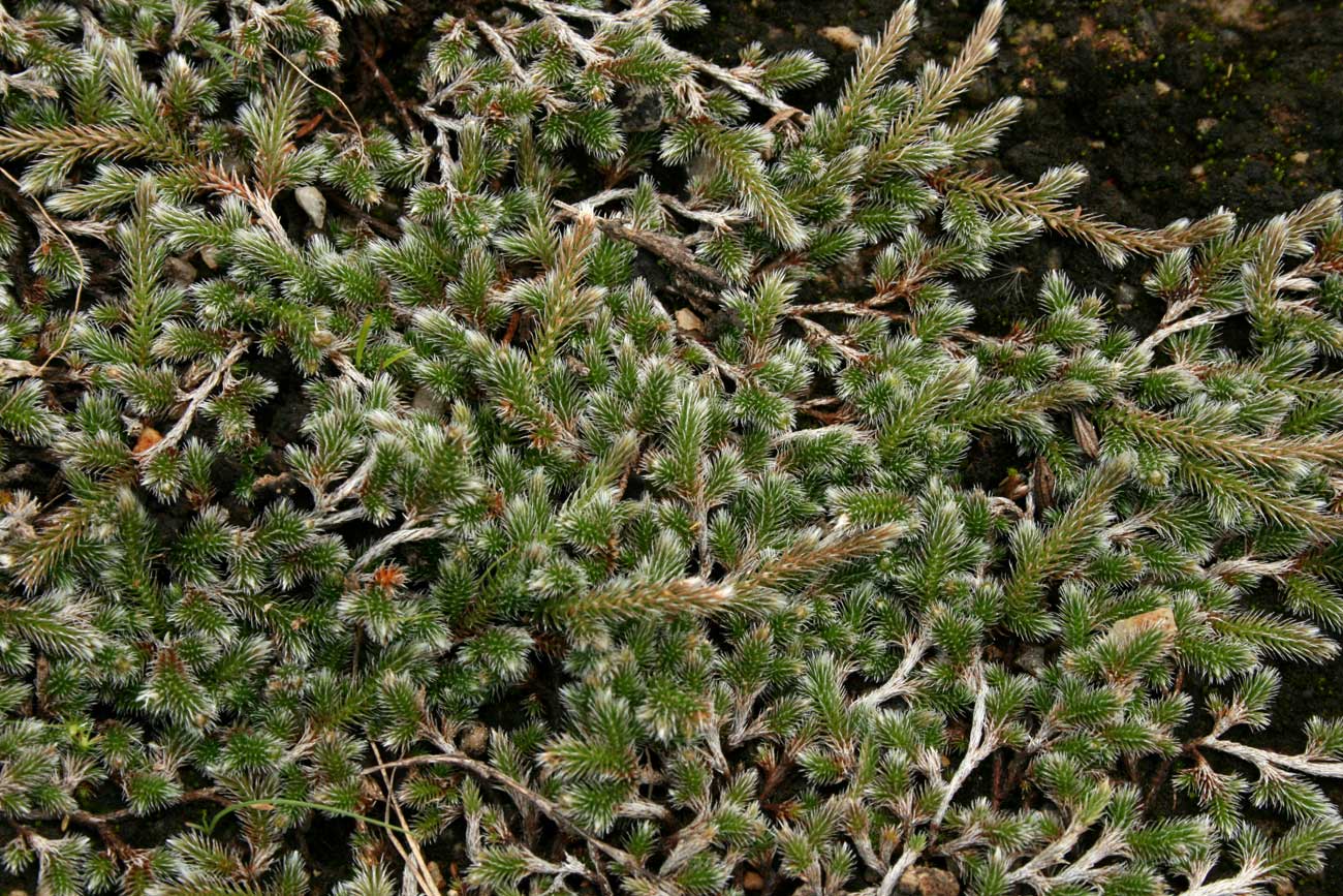 Selaginella dregei