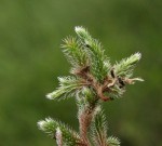 Selaginella dregei