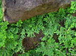 Selaginella imbricata