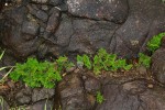 Selaginella imbricata