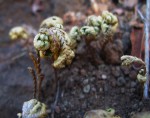 Selaginella imbricata