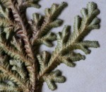 Selaginella imbricata
