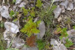 Selaginella imbricata