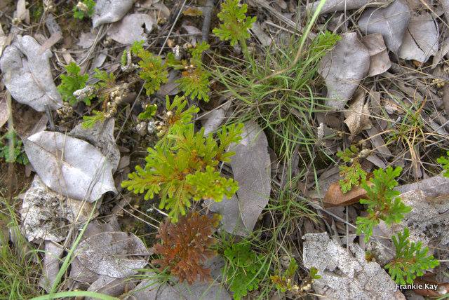 Selaginella imbricata