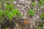 Selaginella imbricata