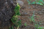 Selaginella imbricata