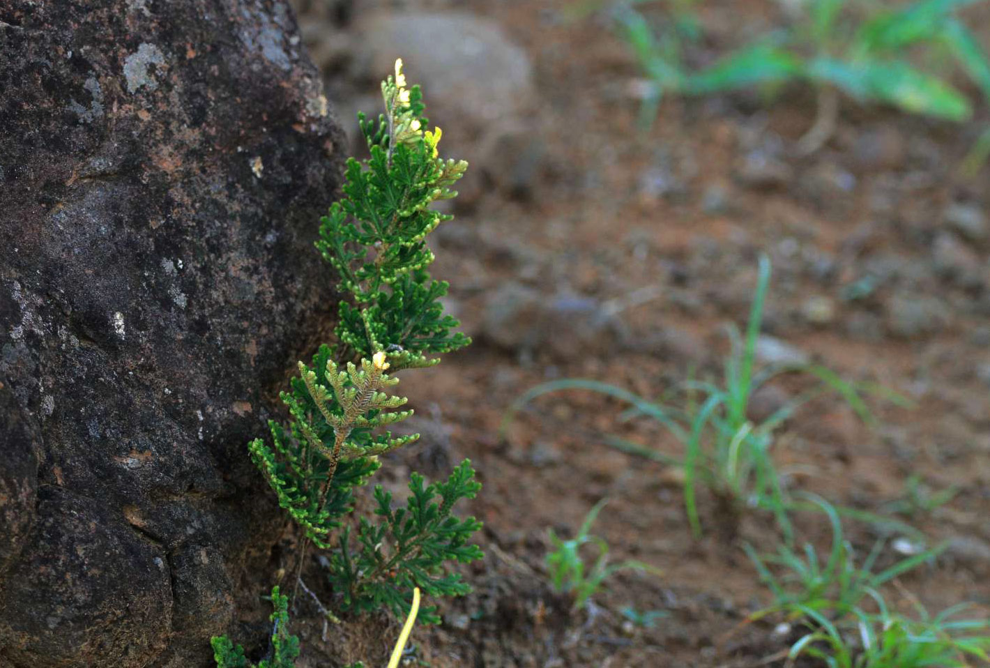 Selaginella imbricata