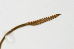 Ophioglossum rubellum