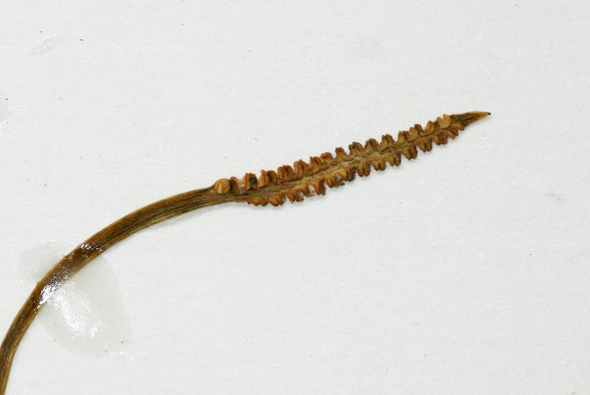 Ophioglossum rubellum