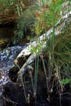 Osmunda regalis