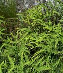 Sticherus umbraculifer