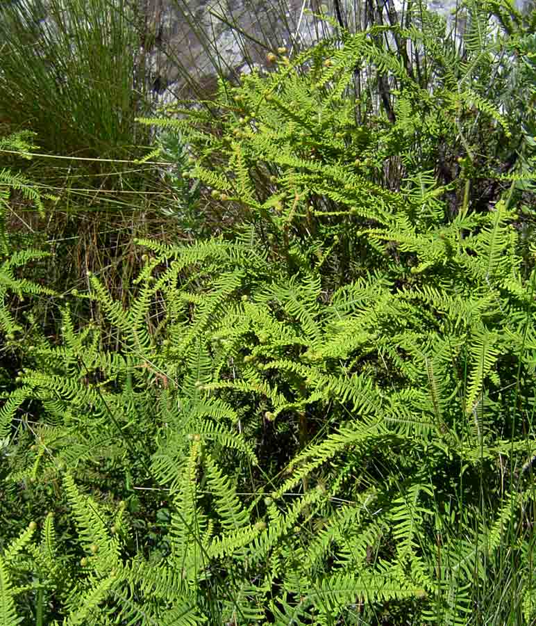 Sticherus umbraculifer