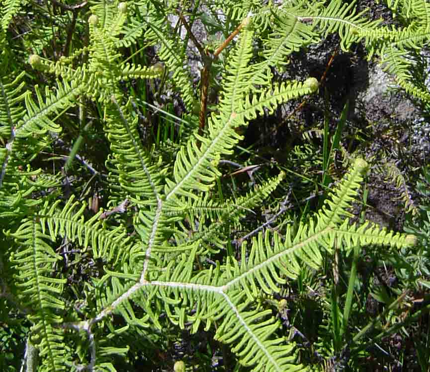 Sticherus umbraculifer