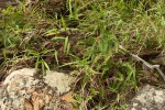 Sticherus umbraculifer