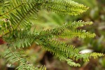 Sticherus umbraculifer