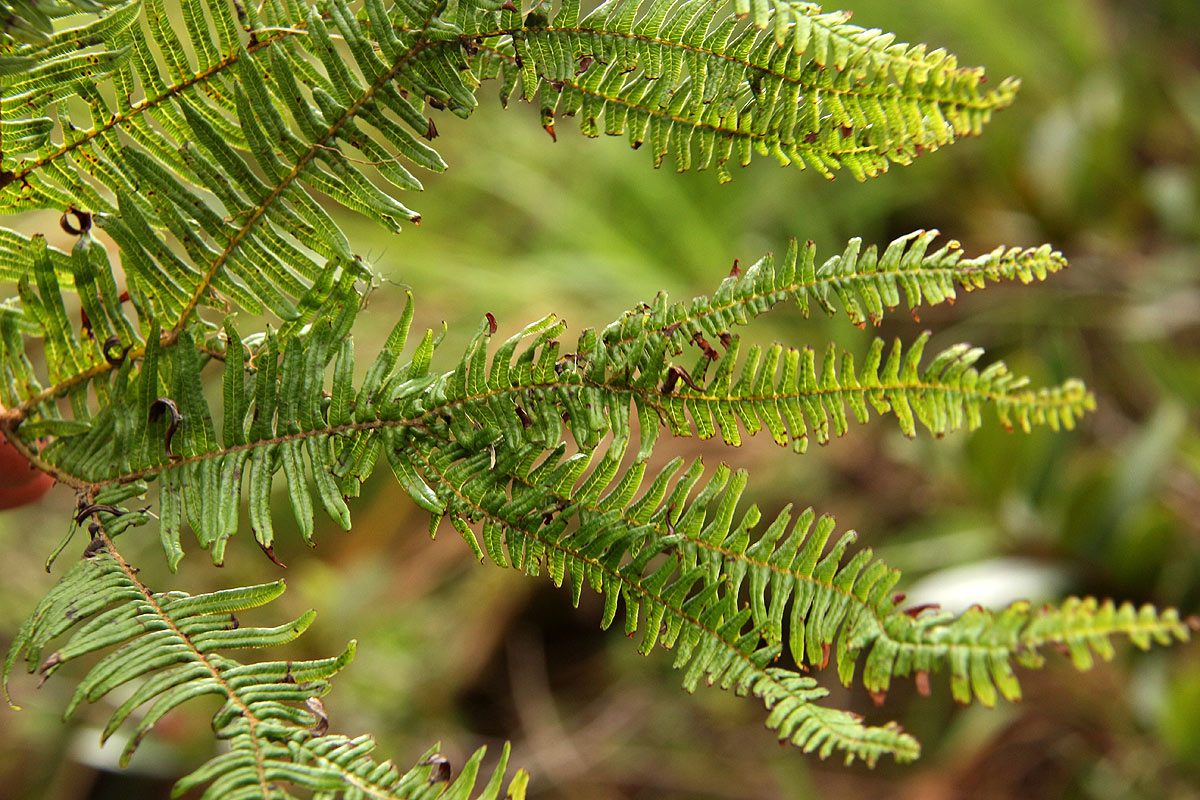 Sticherus umbraculifer