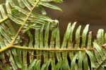 Sticherus umbraculifer